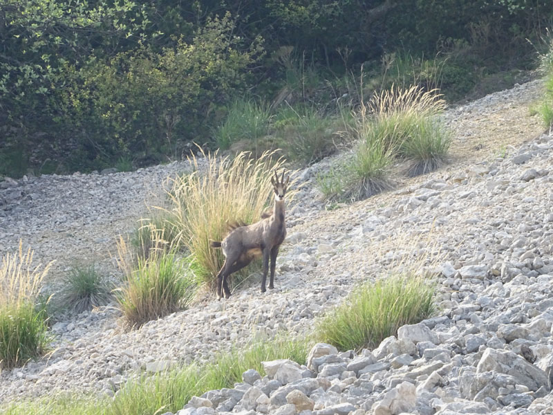 Rupicapra rupicapra.....dal Trentino Alto Adige